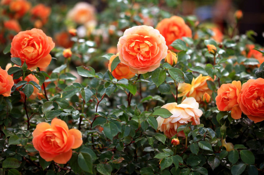 Backyard Rose Garden Backyard Rose Garden
