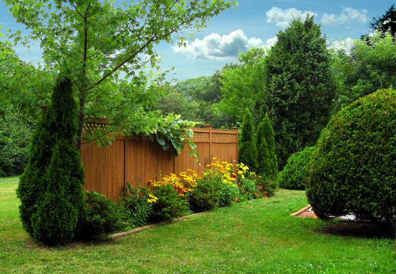 New Backyard Shrubs Privacy for Simple Design