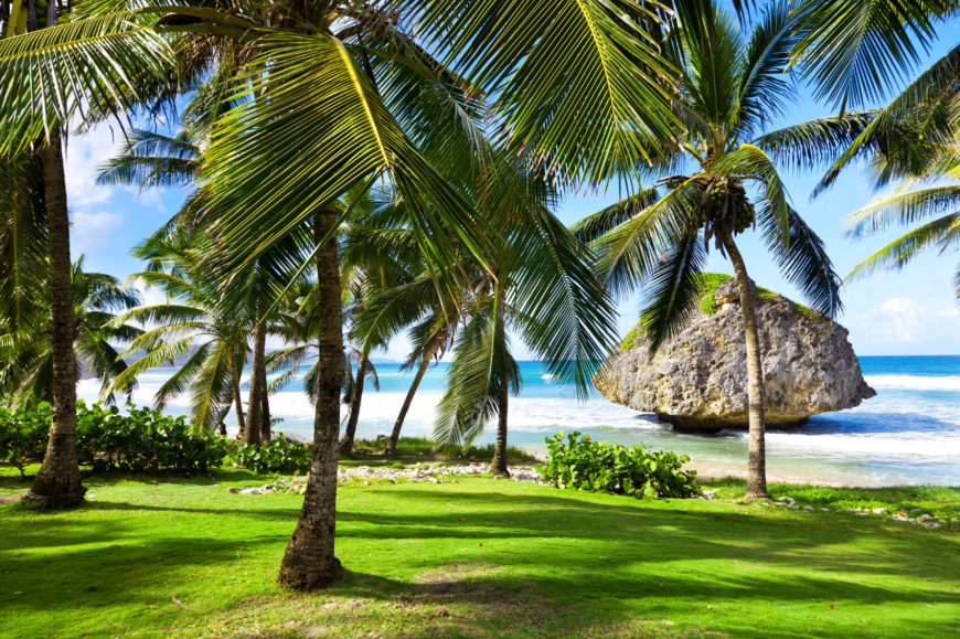 Bathsheba beach is known for the local and international surfing competitions held in its waters. One of the most famous features, shown here, is the large moss-covered boulder that sits slightly offshore, known to some as "Bathsheba Rock." The narrow shore just beyond this lush grassy area, provides a vivid, colorful sight. Bathsheba beach is known for the local and international surfing competitions held in its waters. One of the most famous features, shown here, is the large moss-covered boulder that sits slightly offshore, known to some as "Bathsheba Rock." The narrow shore just beyond this lush grassy area, provides a vivid, colorful sight.