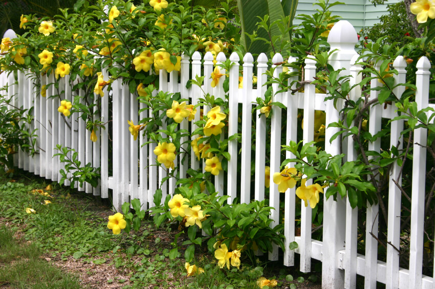  A white wooden picket fence with beautiful yellow flowers with large blooms and leafy branches pouring through and above the fence.