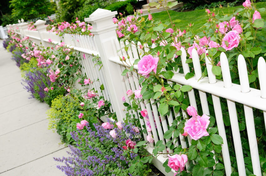 A wooden fence with beautiful pink roses and lavender.