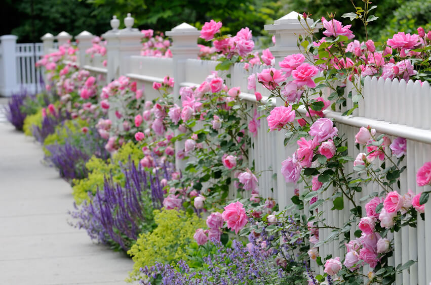 White Fence with Roses