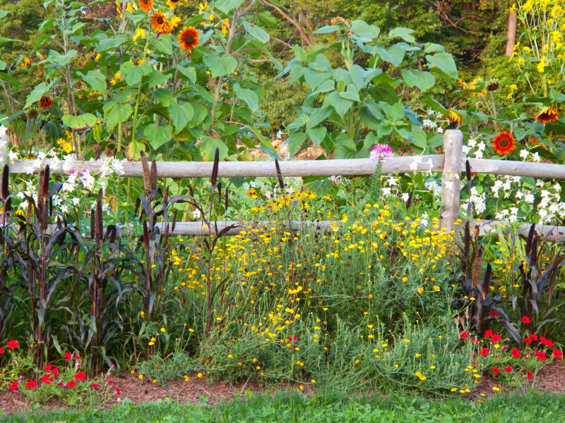 A rustic wood perimeter fence with beautiful wildflowers in bold color.