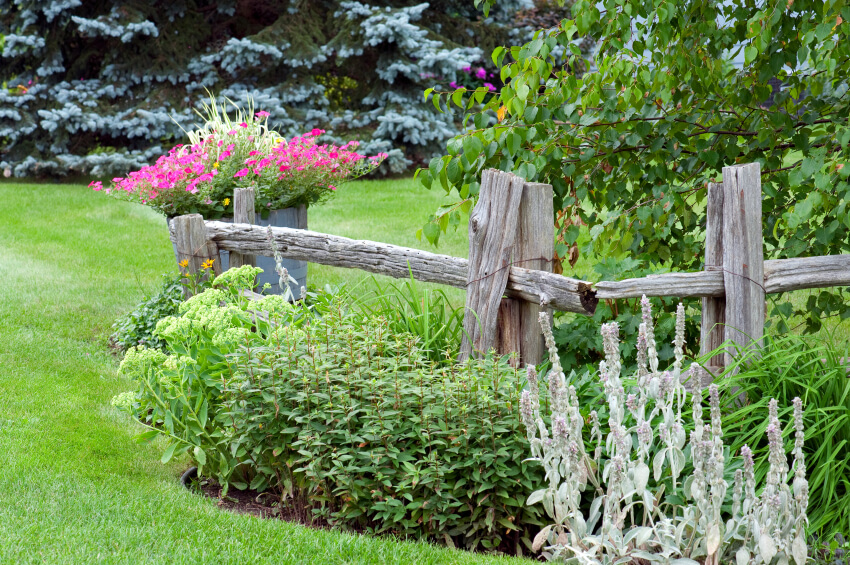  A dilapidated looking wooden fence with rustic barrel planters and green shrubs.