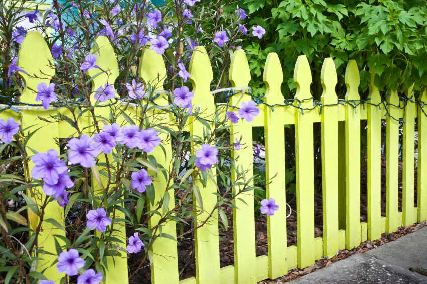  A pale yellow perimeter fence with trees and light purple flowers peeping through. Wrapped around the top of the fence are icicle and tube lights.