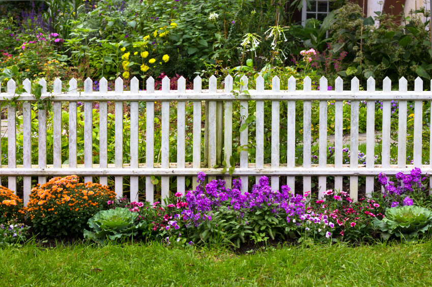  An aged white picket fence that separates the garden walkway from the backyard.