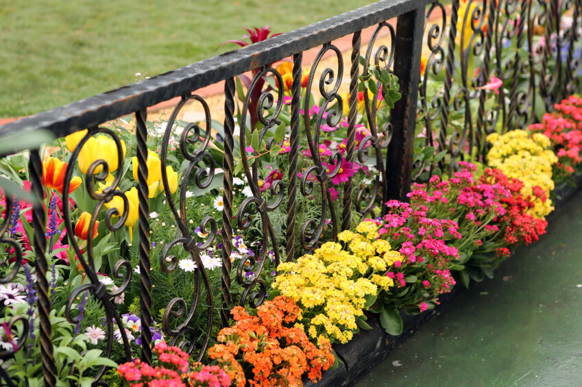 An ornate black wrought iron fence with a wooden base. Low, brightly colored flowers line the bottom on the inside, while taller flowers like tulips and daisies are on the inside.