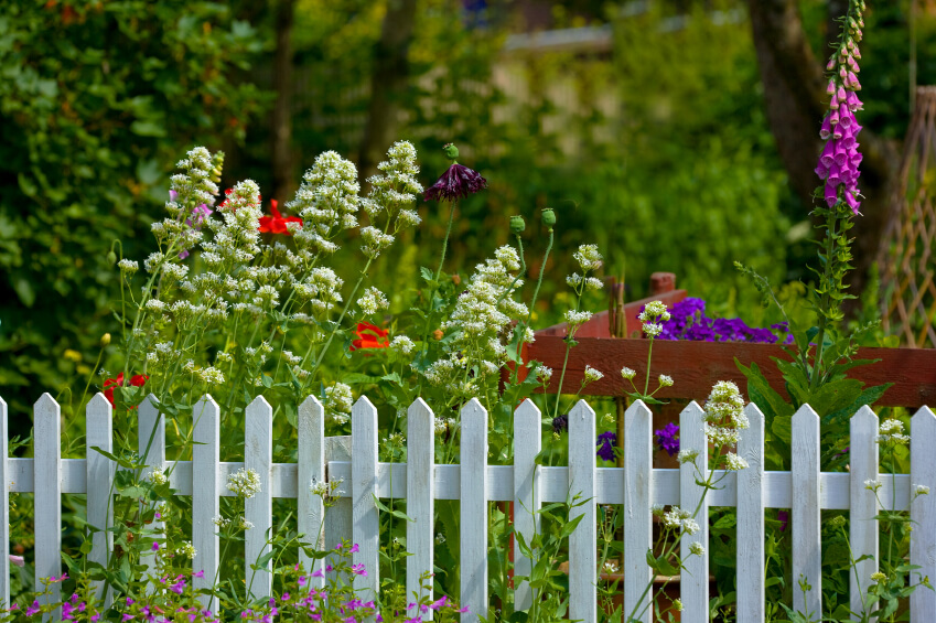 A pretty garden fence in white with a partial red fence behind it and tall, whimsical flowers waving in the breeze.