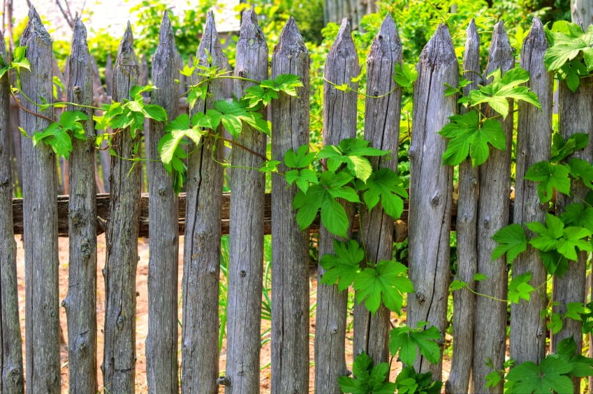  An aging natural, rustic fence with grape vines trailing over it.