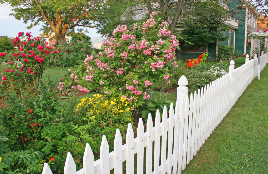 A long, white picket fence with beautiful landscaping along the length of it. The tall bushes and trees help shade the yard from prying eyes.