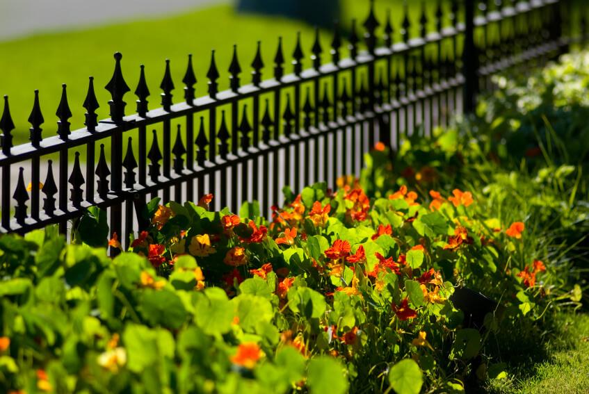 A short black wrought iron perimeter fence with low ground cover and red pansies.