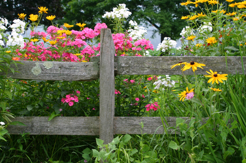  An old rustic fence with weather damage and a bright array of wild flowers popping up all around it.