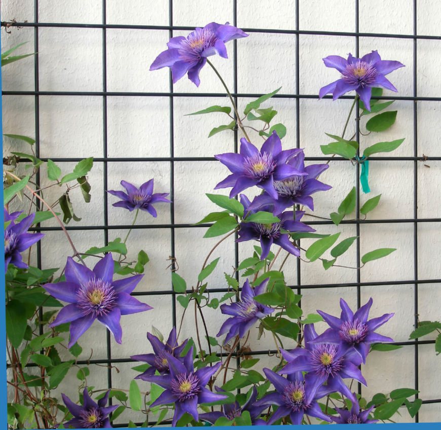 Clematis Trellis Ideas Part - 20: The Purple Blooms Here Are Clematis, Which Use This Metal Lattice To Climb.