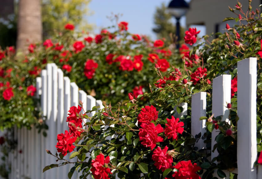 Trellis Roses Painting Decorative Trellis Roses Painting Decorative