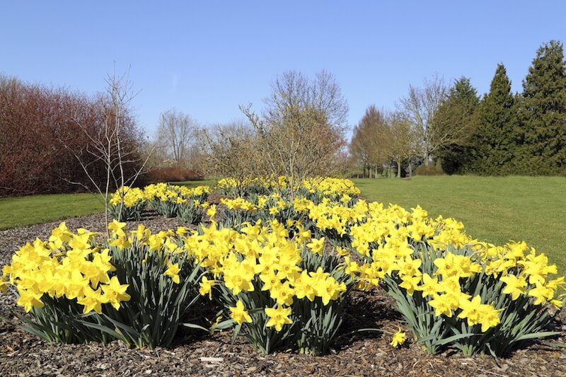 This is a flat flowerbed set flush with the ground. Bunches of lovely yellow flowers adorn this flower bed. There are a couple of trees here as well. Planting some flowers around a tree is a great way to accentuate the tree, letting it stand out. This is a flat flowerbed set flush with the ground. Bunches of lovely yellow flowers adorn this flower bed. There are a couple of trees here as well. Planting some flowers around a tree is a great way to accentuate the tree, letting it stand out.