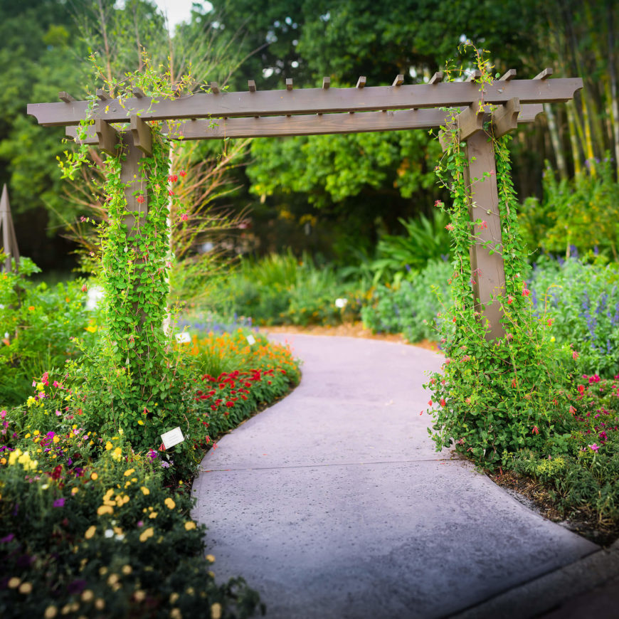 28 Luscious Backyard Vine Ideas