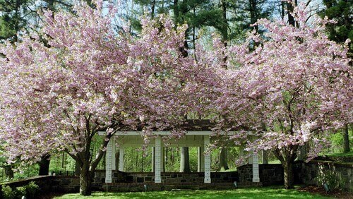 Some fruit trees have great color and bloom with lovely blossoms. This is a great feature of stylish and beautiful trees. Some fruit trees have great color and bloom with lovely blossoms. This is a great feature of stylish and beautiful trees.